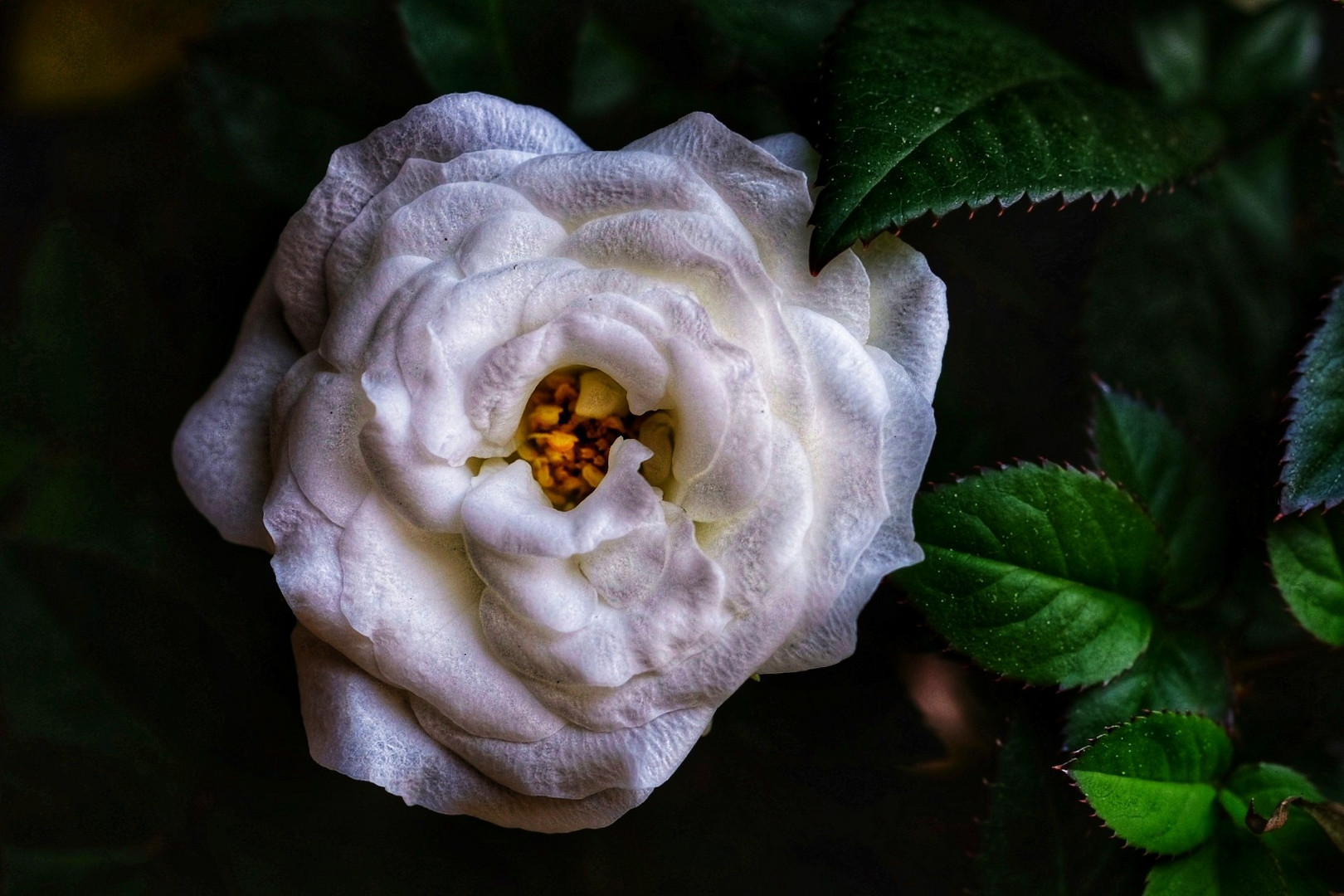 White rose 