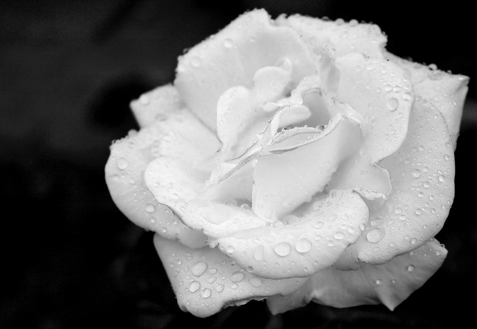 white rose