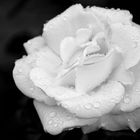 white rose