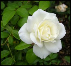 White Rose