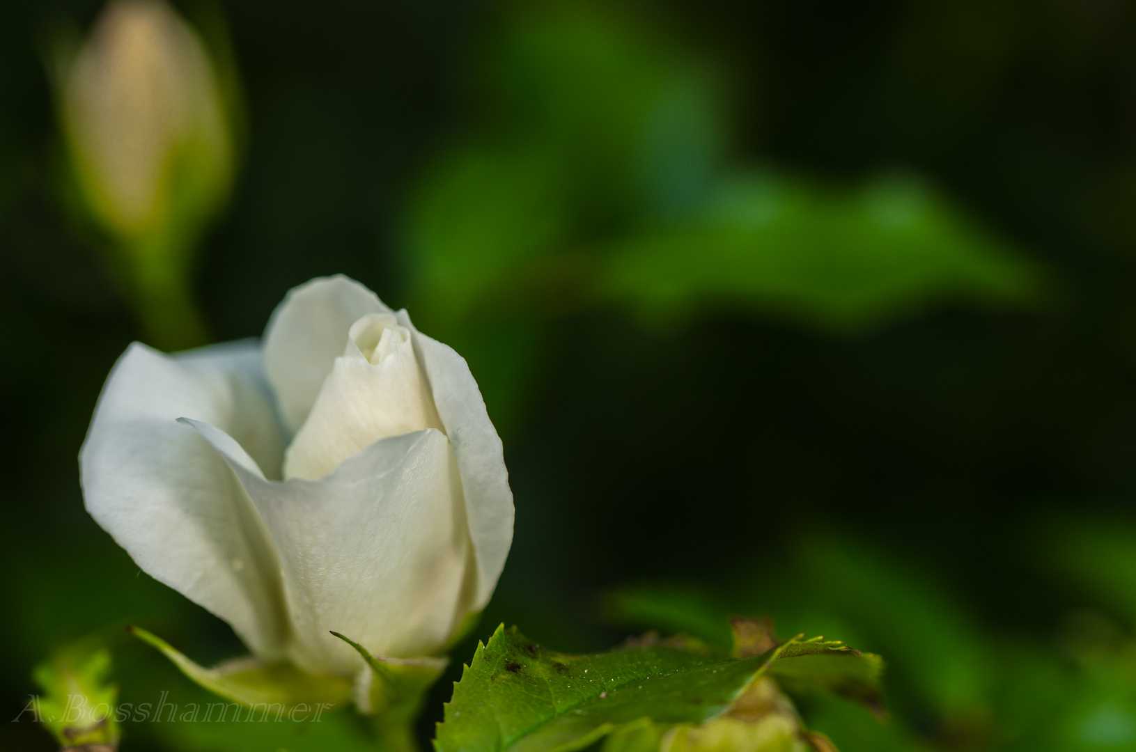 White Rose