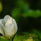 White Rose