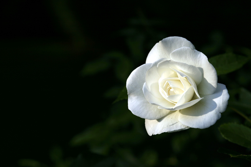 White Rose