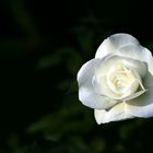 White Rose