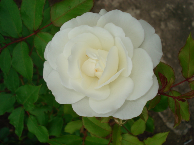 white rose