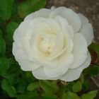 white rose