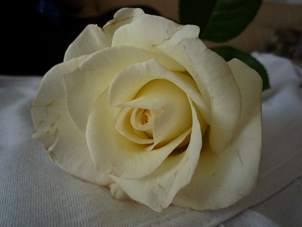 White Rose