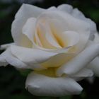 white rose