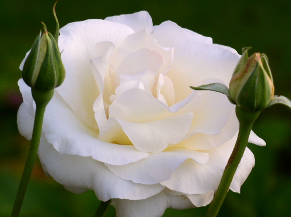 White Rose