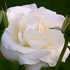 White Rose