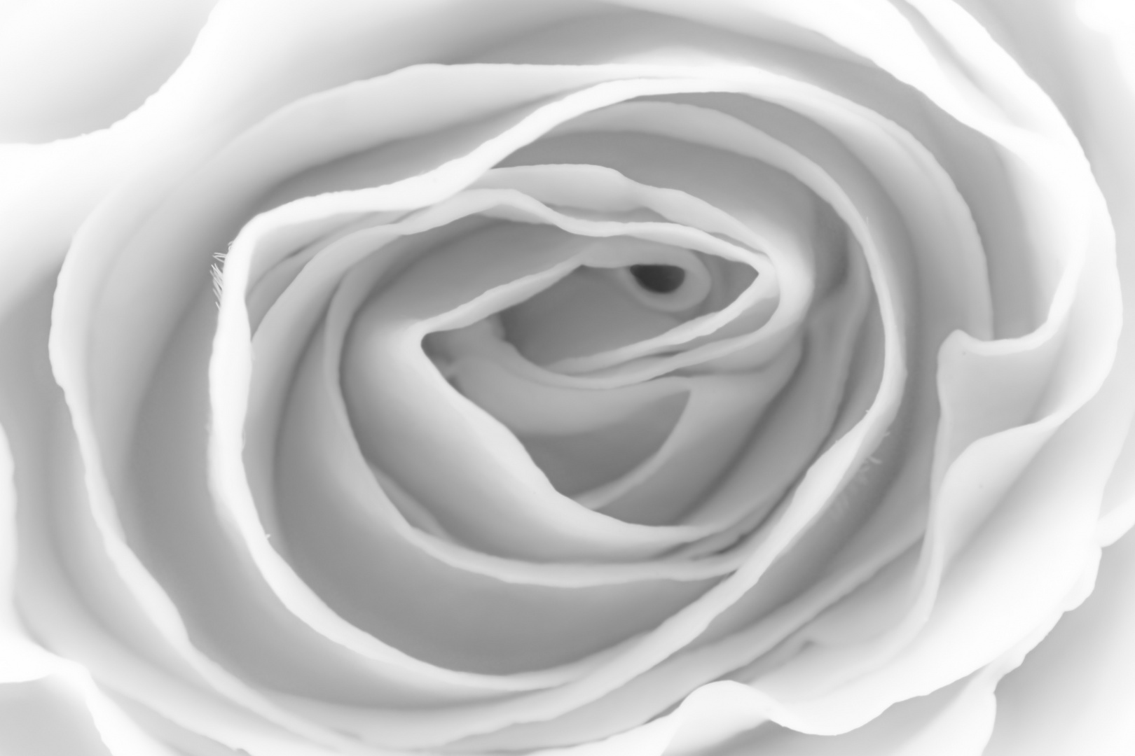 white rose