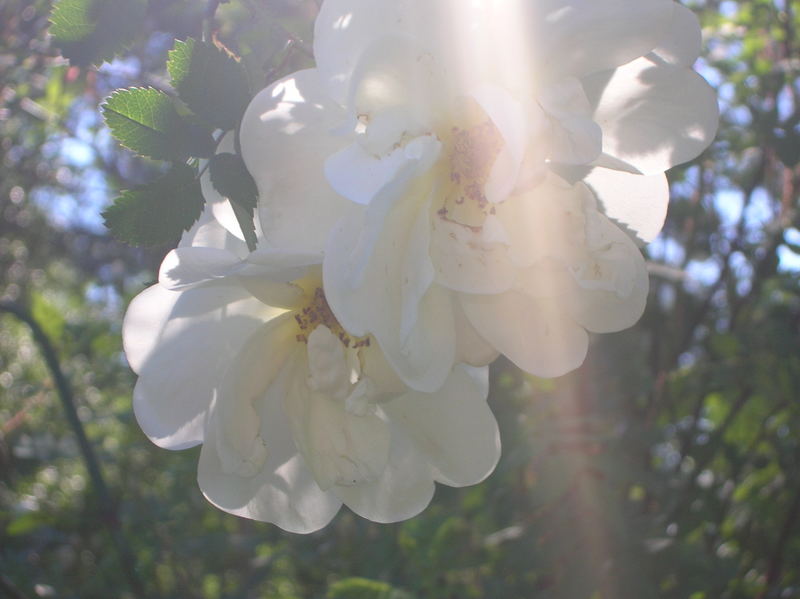 White Rose