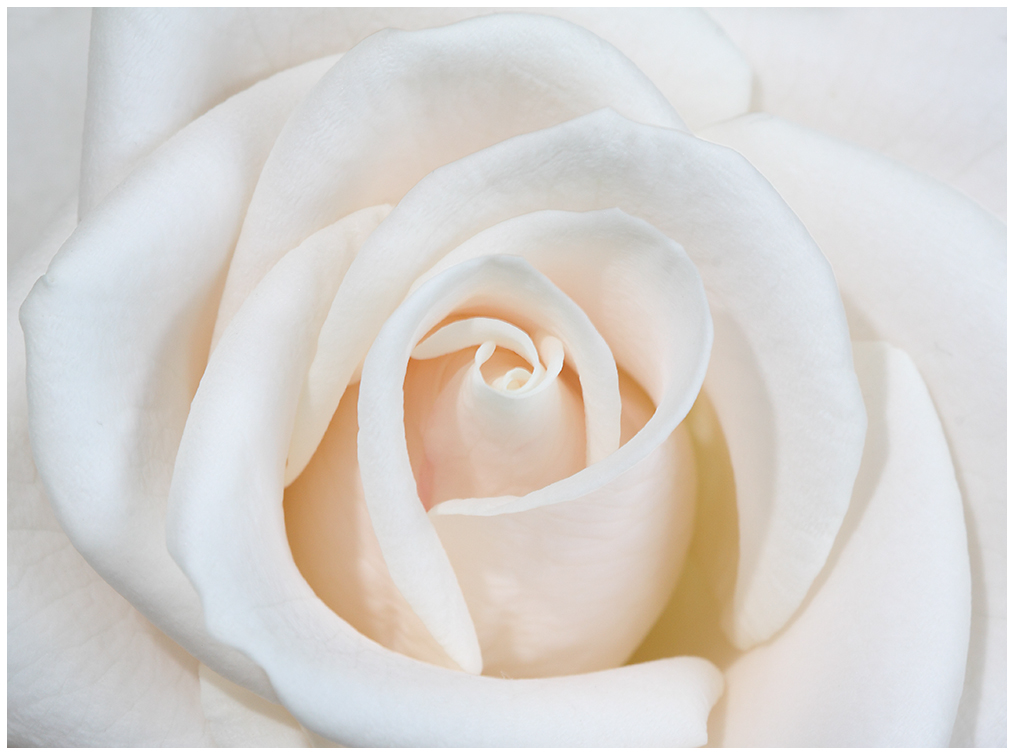 ~ White Rose ~