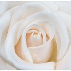 ~ White Rose ~