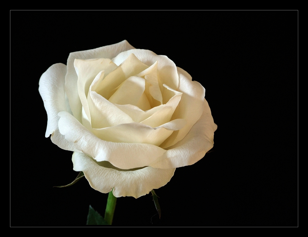 White Rose