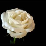 White Rose