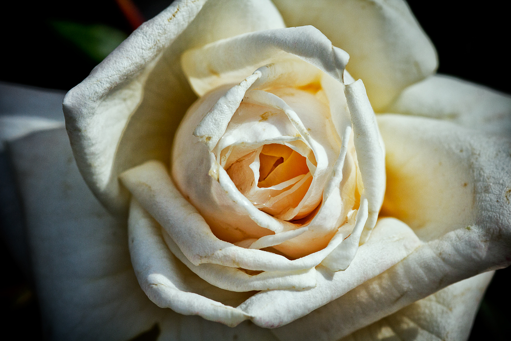 white rose