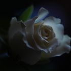 [white rose]