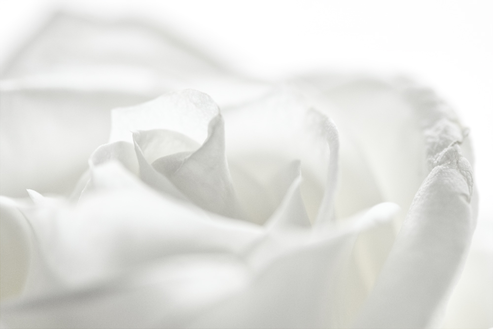 white rose...