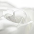 white rose...