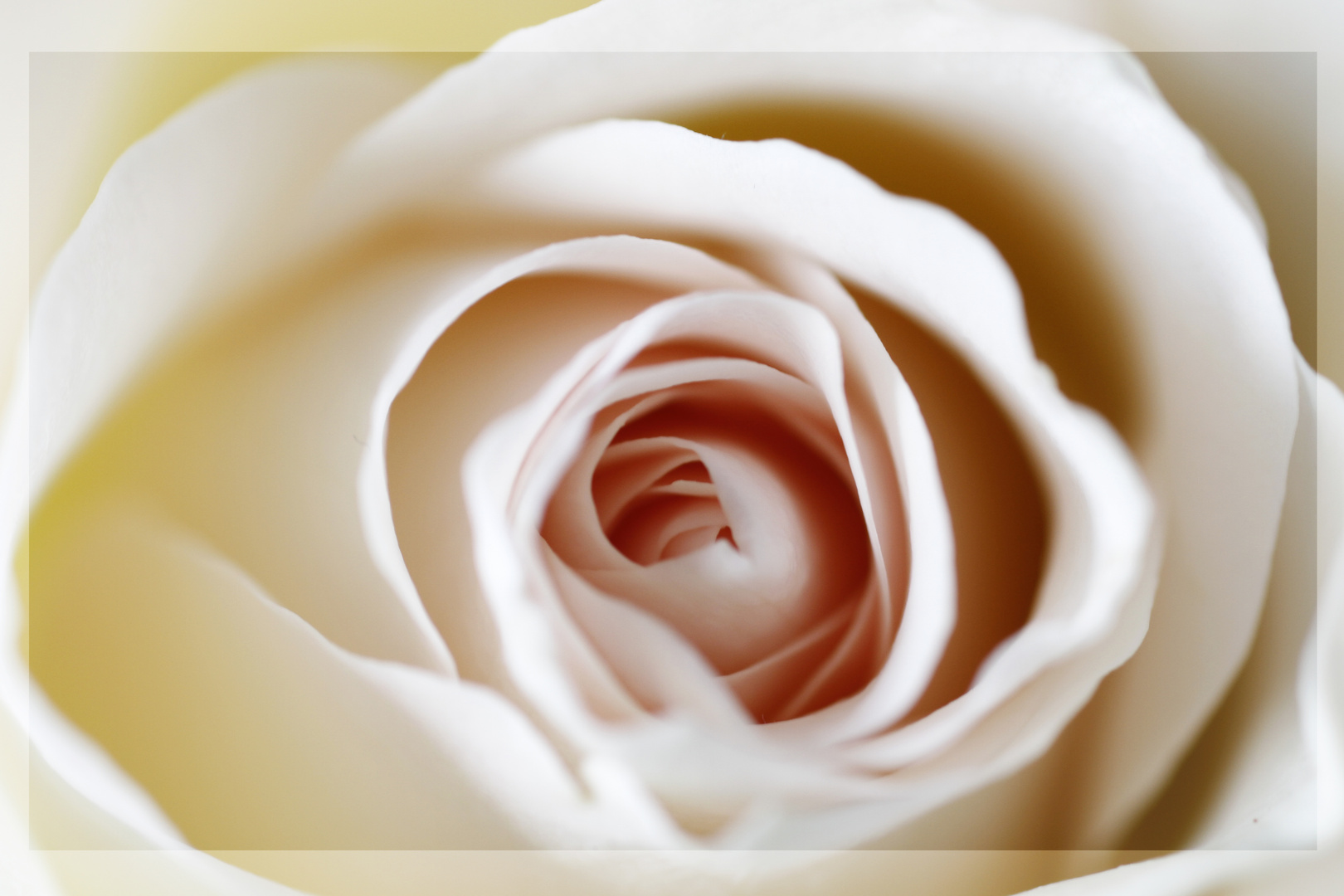 *** White Rose ***