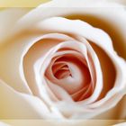 *** White Rose ***