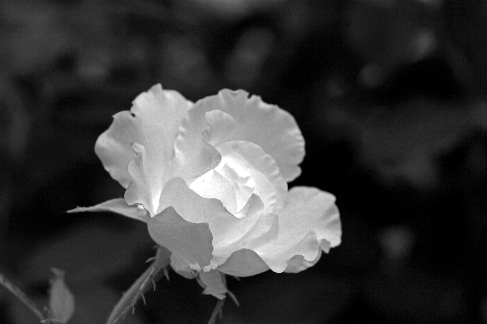 White Rose In Black And White