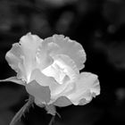 White Rose In Black And White