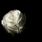 White rose in the dark