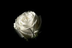 White rose in the dark