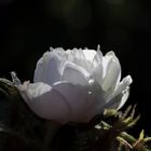 White rose in the evening