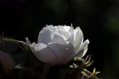 White rose in the evening