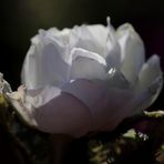White rose in the evening