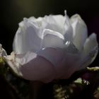 White rose in the evening