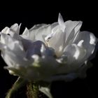 White rose in the evening