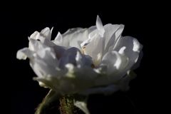 White rose in the evening