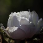 White rose in the evening