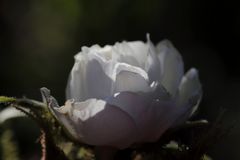 White rose in the evening