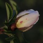 White Rose in the evening sun