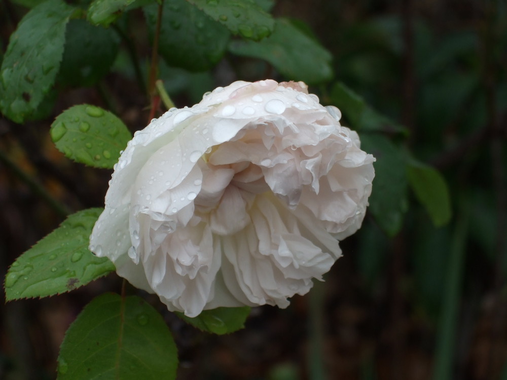 White Rose in Winter