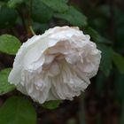 White Rose in Winter