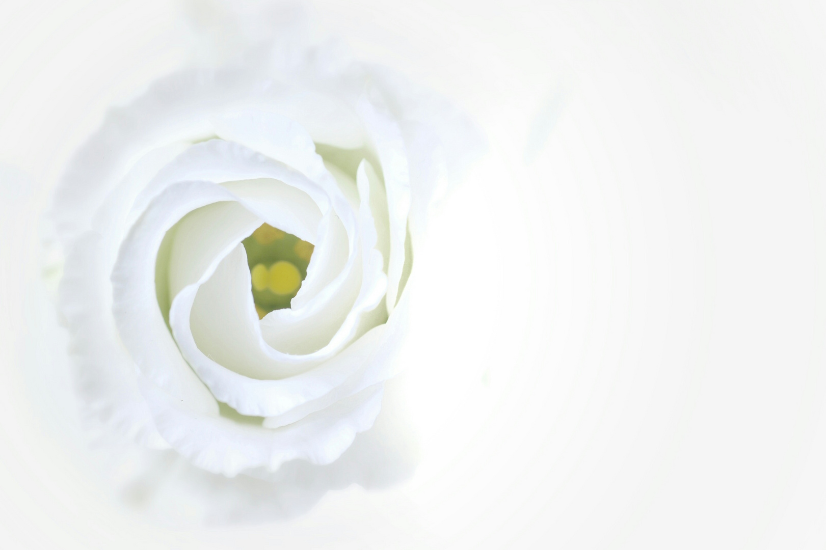 White rose of peace.....