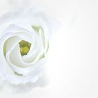 White rose of peace.....