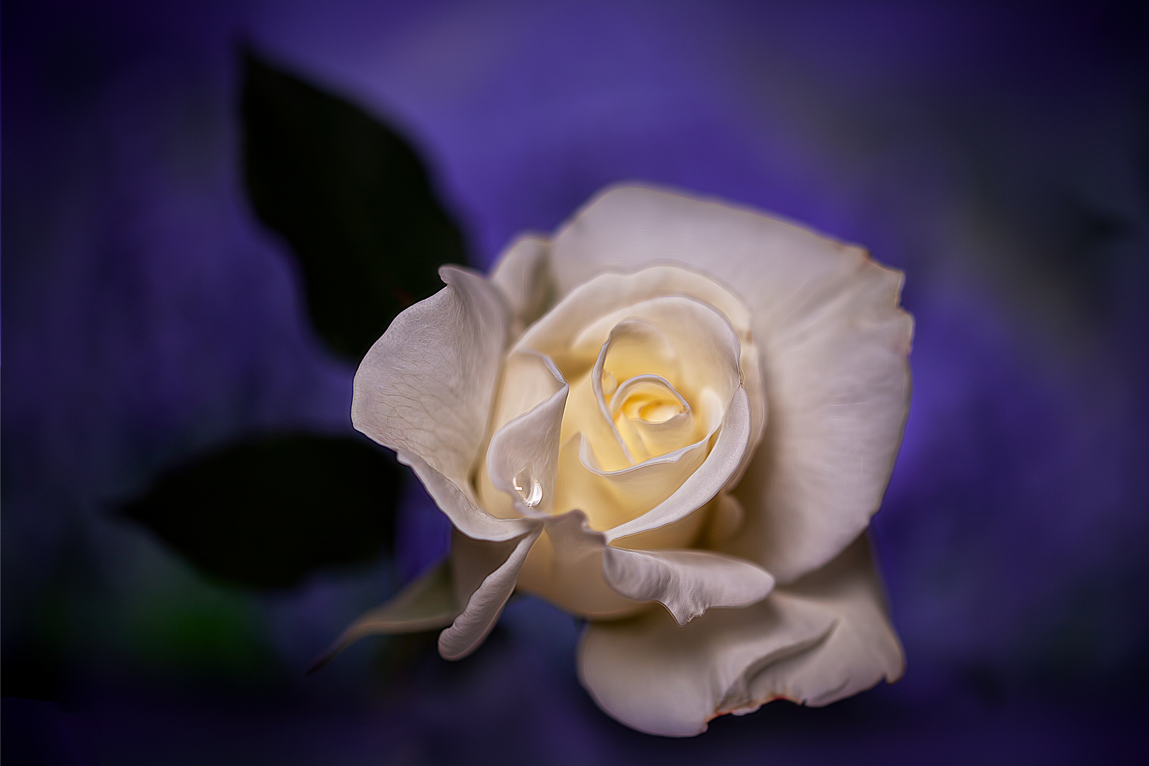 White rose purple background