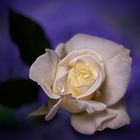 White rose purple background