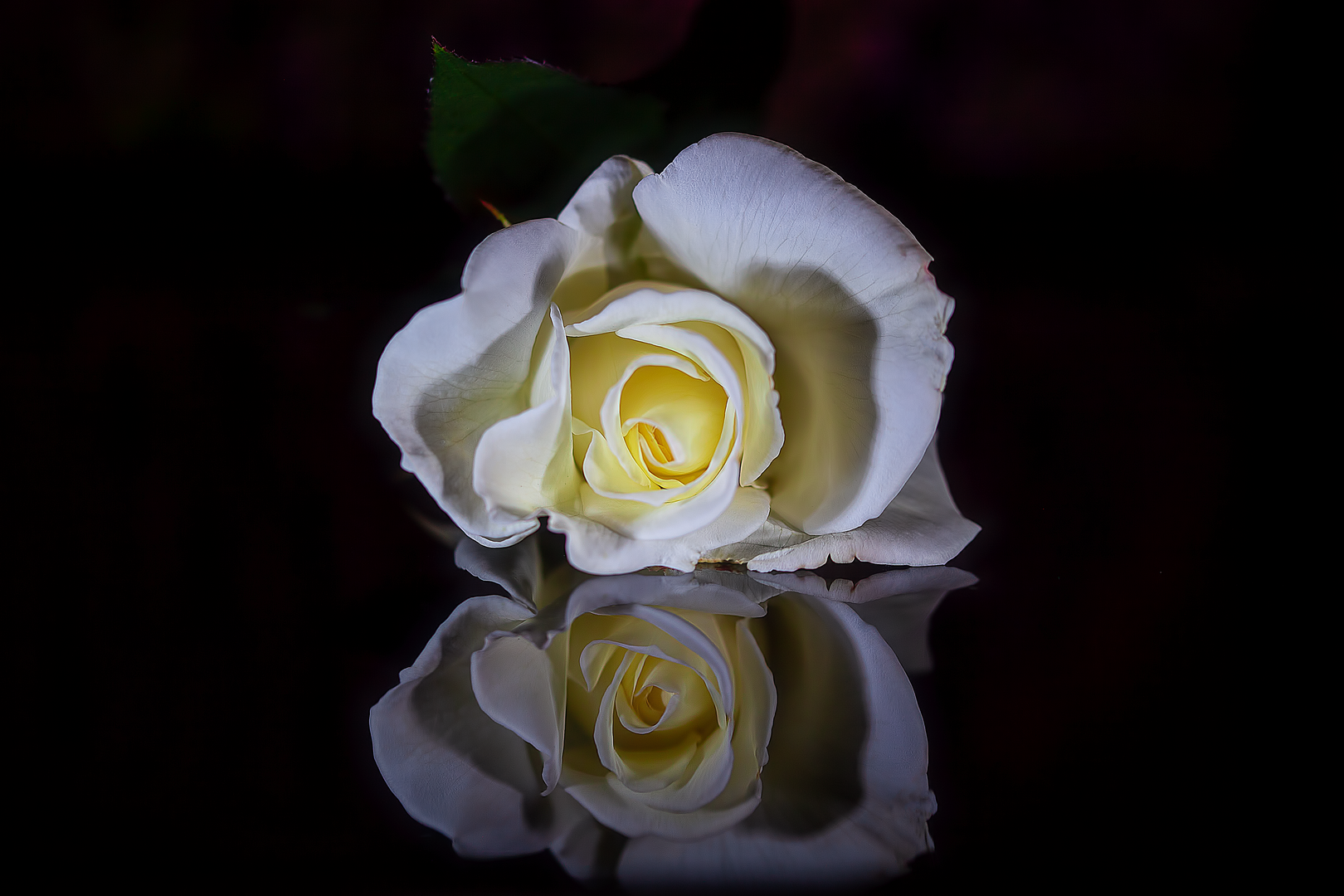 White rose reflection