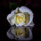 White rose reflection