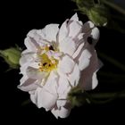 White Rose with bugs