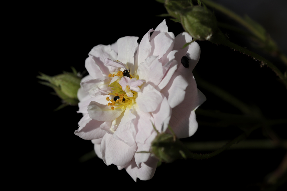 White Rose with bugs