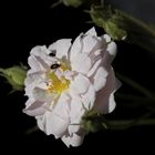 White Rose with two bugs